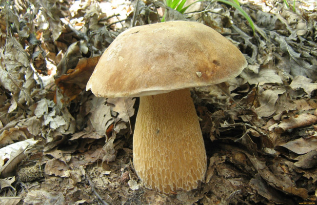 Обои картинки фото природа, грибы, трава, листья, гриб