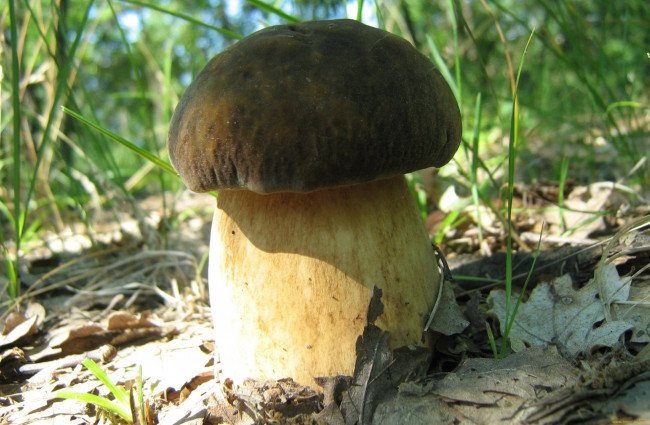 Обои картинки фото природа, грибы, листья, трава, гриб