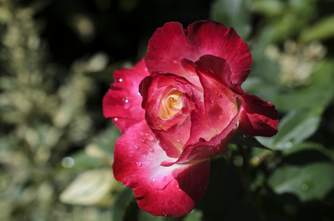 Обои картинки фото цветы, розы, бутон, лепестки, макро, капли