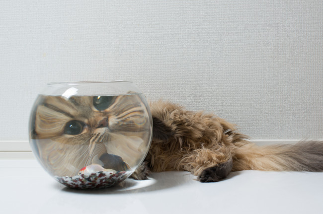 Обои картинки фото животные, коты, наблюдатель, увеличение, аквариум