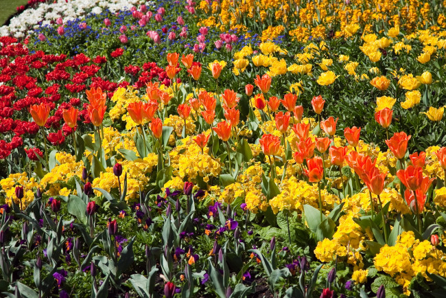 Обои картинки фото цветы, разные, вместе, нарциссы, весна, тюльпаны