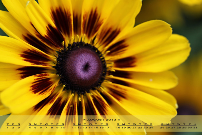 Обои картинки фото календари, цветы, рудбекия