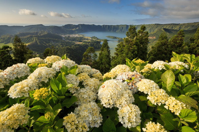 Обои картинки фото lagoon, of, the, seven, cities, mosteiros, azores, portugal, природа, пейзажи, гортензии, португалия, азорские, острова, моштейруш