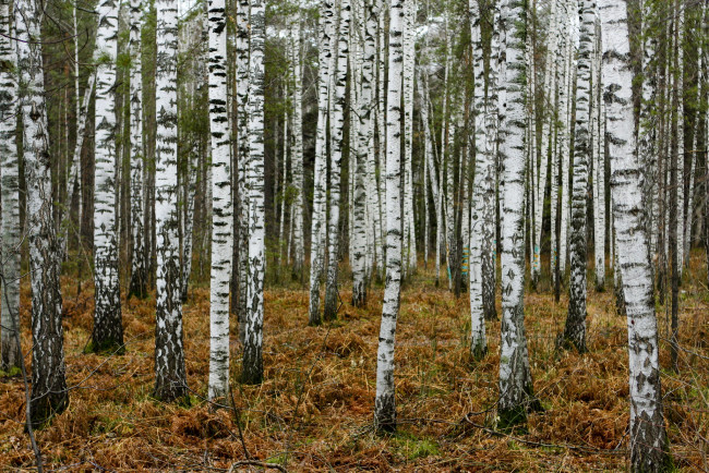 Обои картинки фото природа, лес, березки