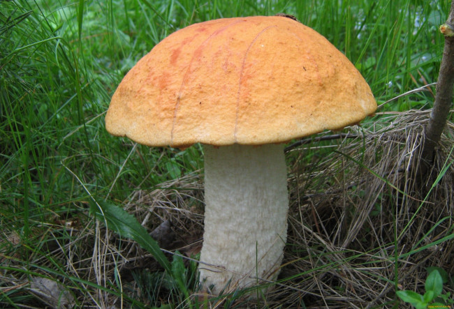 Обои картинки фото природа, грибы, трава, листья, гриб