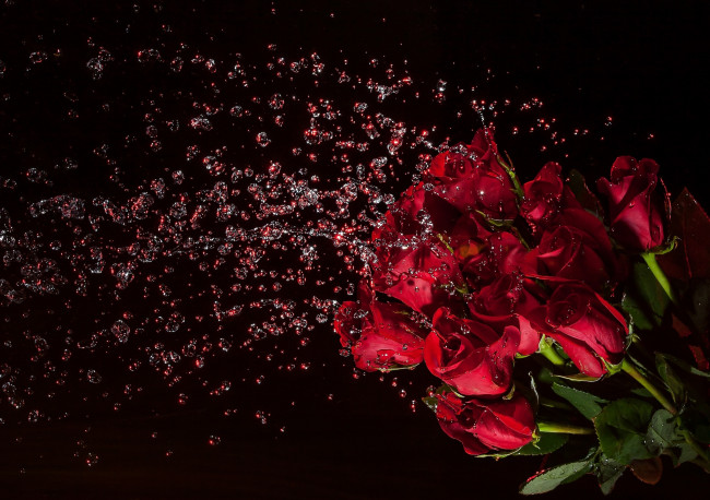 Обои картинки фото цветы, розы, букет, вода, брызги, эффектно