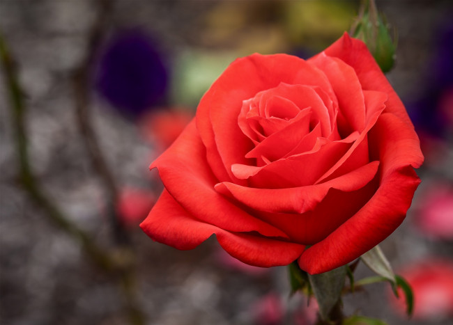Обои картинки фото цветы, розы, красная, королева