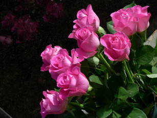 Картинка цветы розы листья розовые