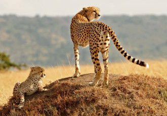 Картинка животные гепарды гепард детеныш