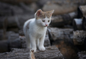 Картинка животные коты бревна дрова котенок