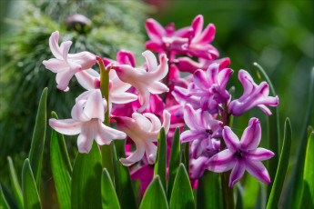 Картинка цветы гиацинты макро