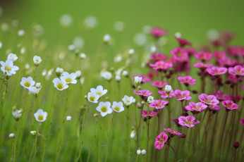 Картинка цветы луговые+ полевые +цветы белые розовые размытость поле