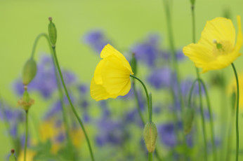 Картинка цветы маки поле желтые семена бутоны