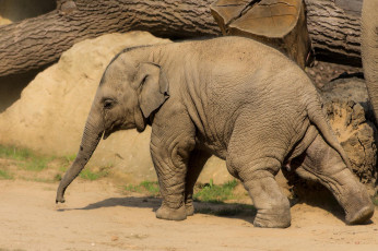 Картинка животные слоны слонёнок