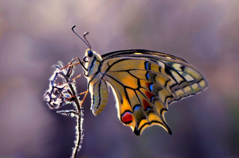 Картинка животные бабочки растение фон бабочка