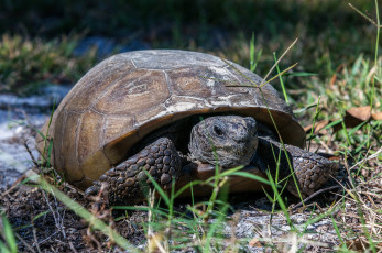 Картинка животные Черепахи черепаха панцирь