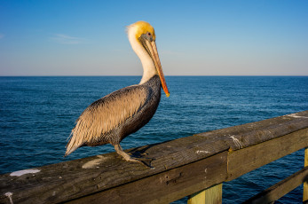 Картинка животные пеликаны океан пеликан перила