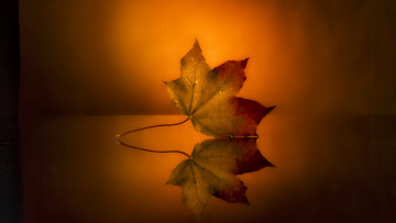 Картинка природа листья капли осень кленовый лист отражение