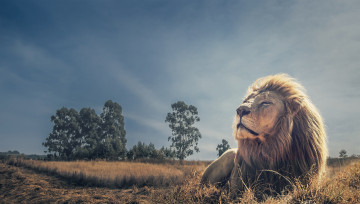 Картинка животные львы лев отдых царь зверей