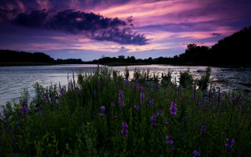 Картинка природа реки озера деревья полевые онтарио канада закат вечер река небо цветы