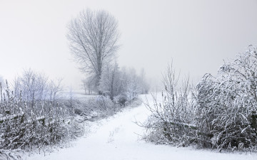 Картинка природа зима кусты деревья дорога снег ветки