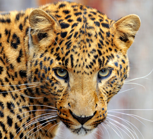 Обои картинки фото животные, леопарды, кошки, морда, леопард, leopard