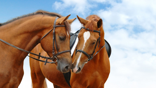 Обои картинки фото животные, лошади, чувства