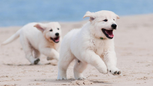 Обои картинки фото животные, собаки, море, пляж, веселье, бег, игра, песок, радость, белые, щенки