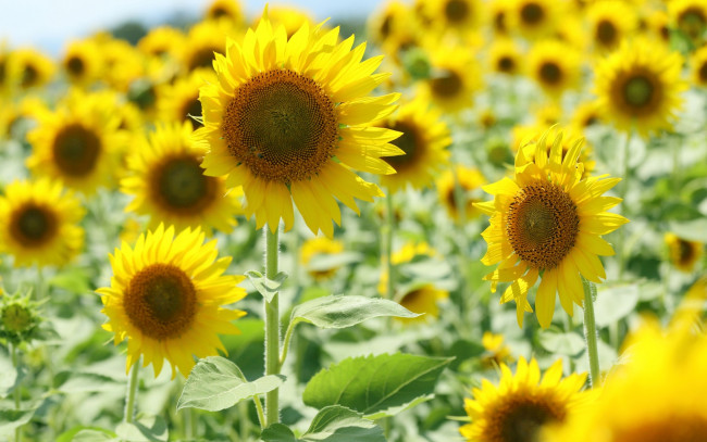 Обои картинки фото цветы, подсолнухи, фон, солнце, желтый, подсолнух, поле, flowers
