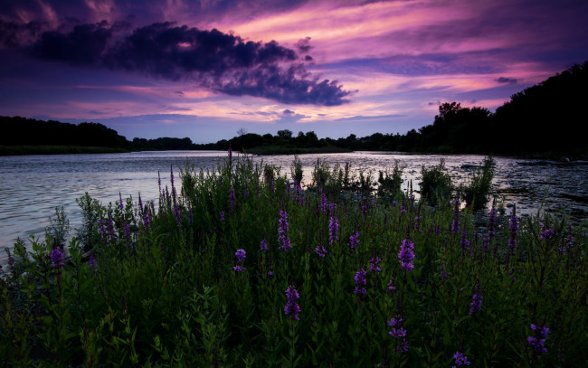 Обои картинки фото природа, реки, озера, деревья, полевые, онтарио, канада, закат, вечер, река, небо, цветы