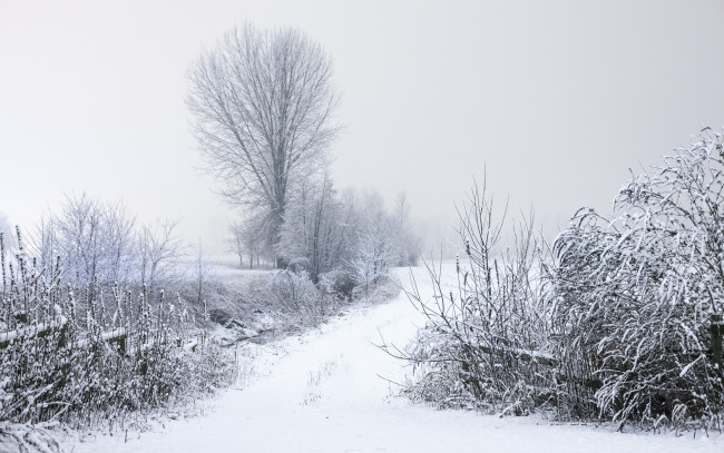 Обои картинки фото природа, зима, кусты, деревья, дорога, снег, ветки