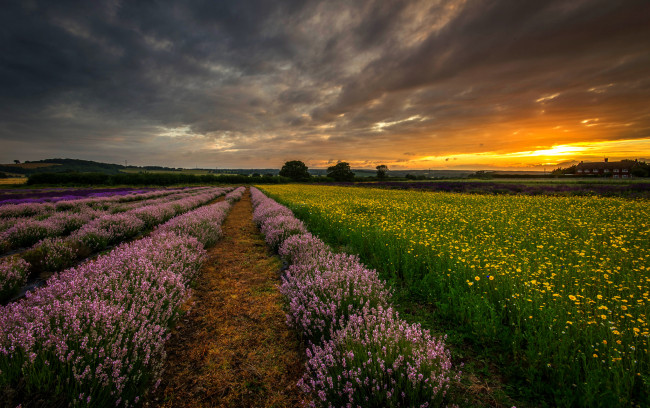 Обои картинки фото природа, поля, закат, вечер, поле, хэмпшир, великобритания, англия, лаванда, цветы