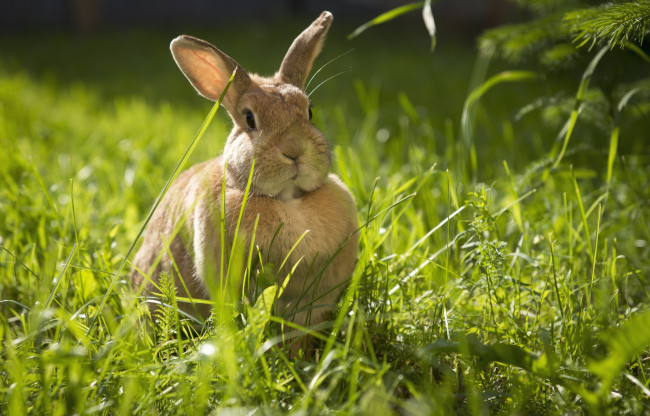 Обои картинки фото животные, кролики,  зайцы, уши