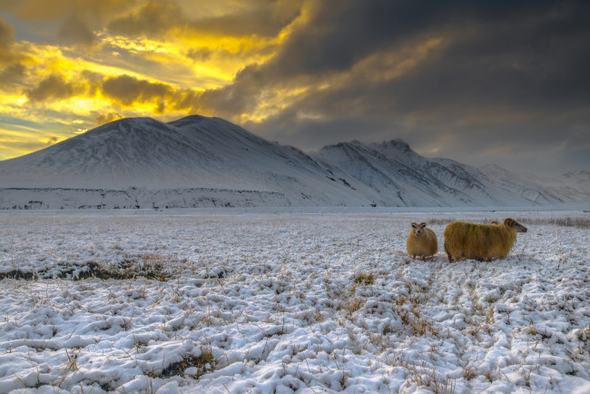 Обои картинки фото животные, козы, снег, высокогорье, исландия, ландманналейгар