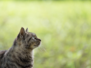 Картинка животные коты киса коте кошка взгляд усы ушки