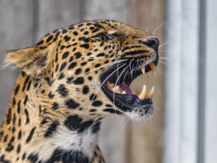 Картинка животные леопарды профиль оскал пасть клыки