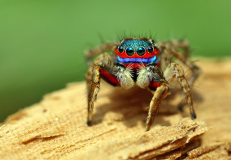 Картинка животные пауки лапки фон джампер макро глазки паук