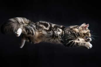 Картинка животные коты фон киса коте кот кошка котёнок прыжок взгляд