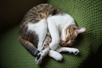 Картинка животные коты киса коте кот кошка взгляд ушки спит клубком ткань