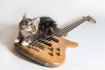 Картинка животные коты кошка коте киса кот гитара фон взгляд