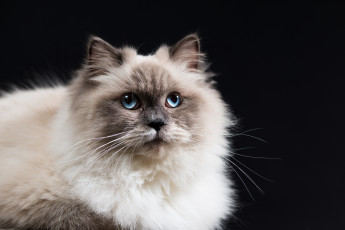 Картинка животные коты коте киса ушки усы взгляд кошка