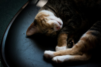Картинка животные коты кожа спит киса коте кот стул