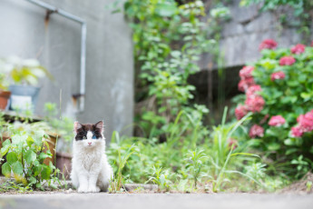 Картинка животные коты растения киса цветы коте взгляд глаза разные кошка кот клумба