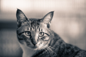 Картинка животные коты усы взгляд коте киса ушки