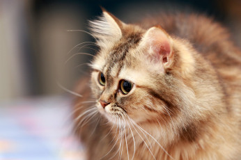 Картинка животные коты ушки коте взгляд усы киса