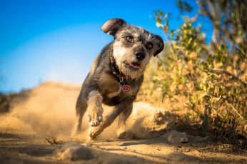 Картинка животные собаки пыль фон бег собака