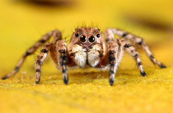 Картинка животные пауки макро фон джампер паук глазки лапки