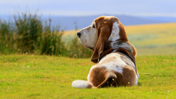 Картинка животные собаки пёс солнечно луг бассет-хаунд