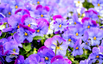 обоя цветы, анютины глазки , садовые фиалки, фиолетовый, анютины, глазки, виола