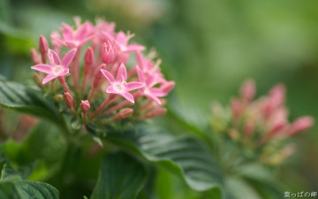 Картинка цветы клеродендрумы соцветия розовые листья